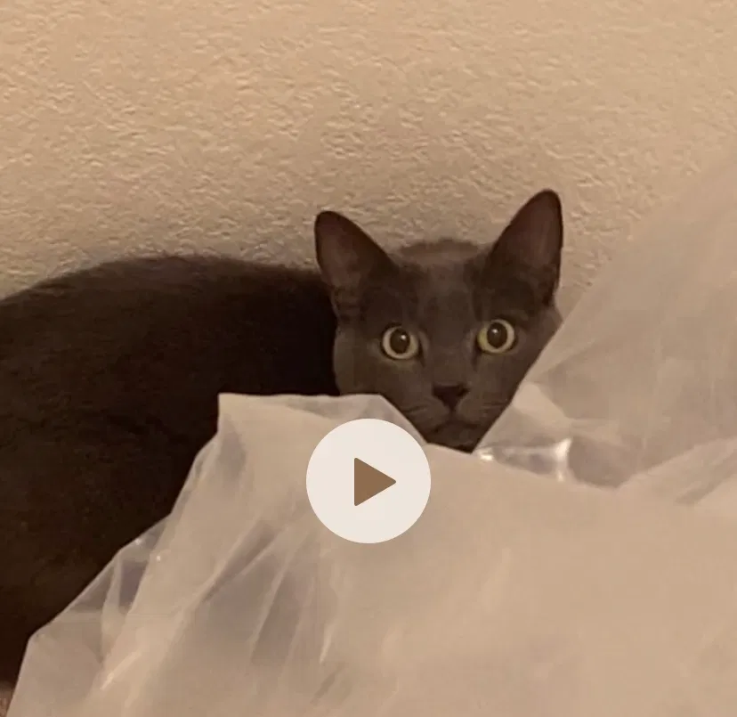 Lost cat in Colorado Springs, CO, 80917