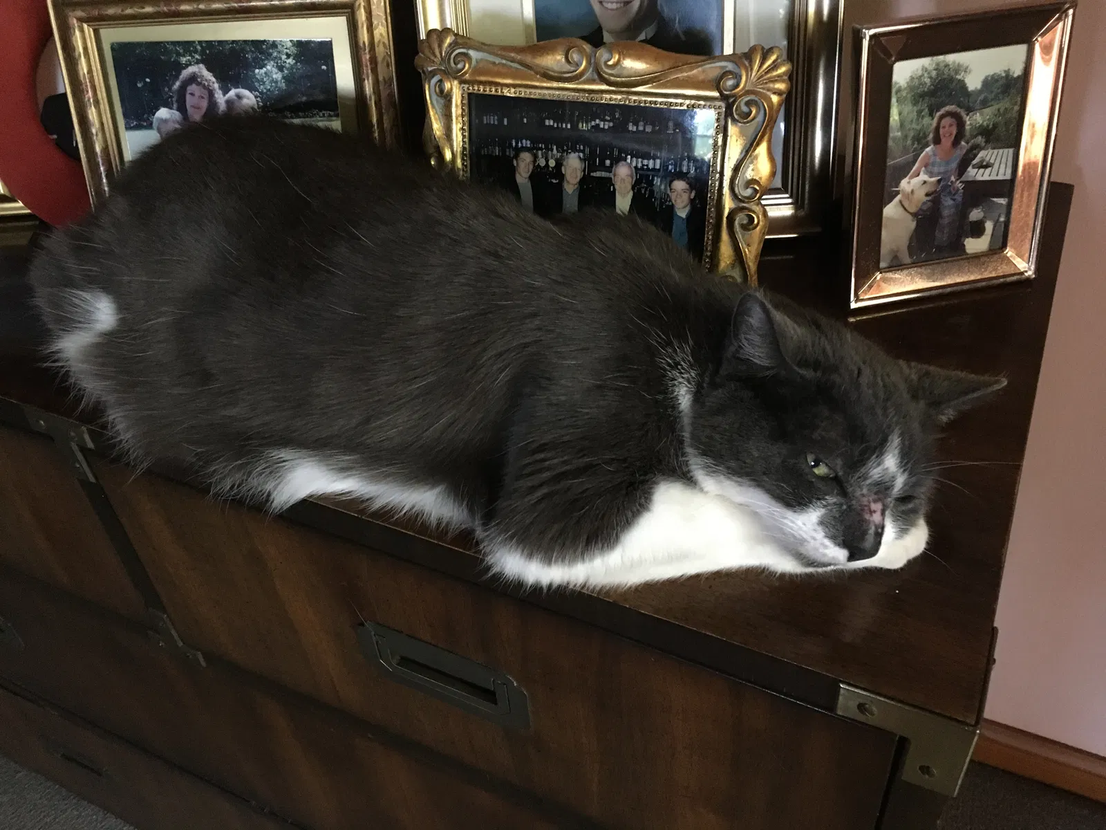 Lost cat in Walnut Creek, CA, 94596