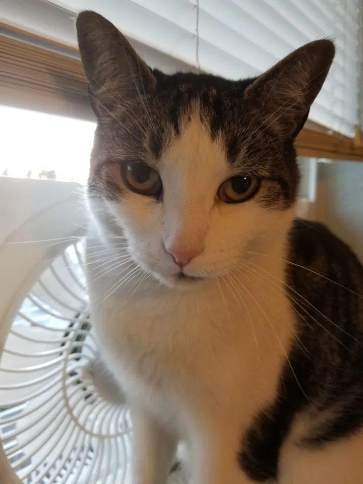Lost cat in Tacoma, WA, 98445