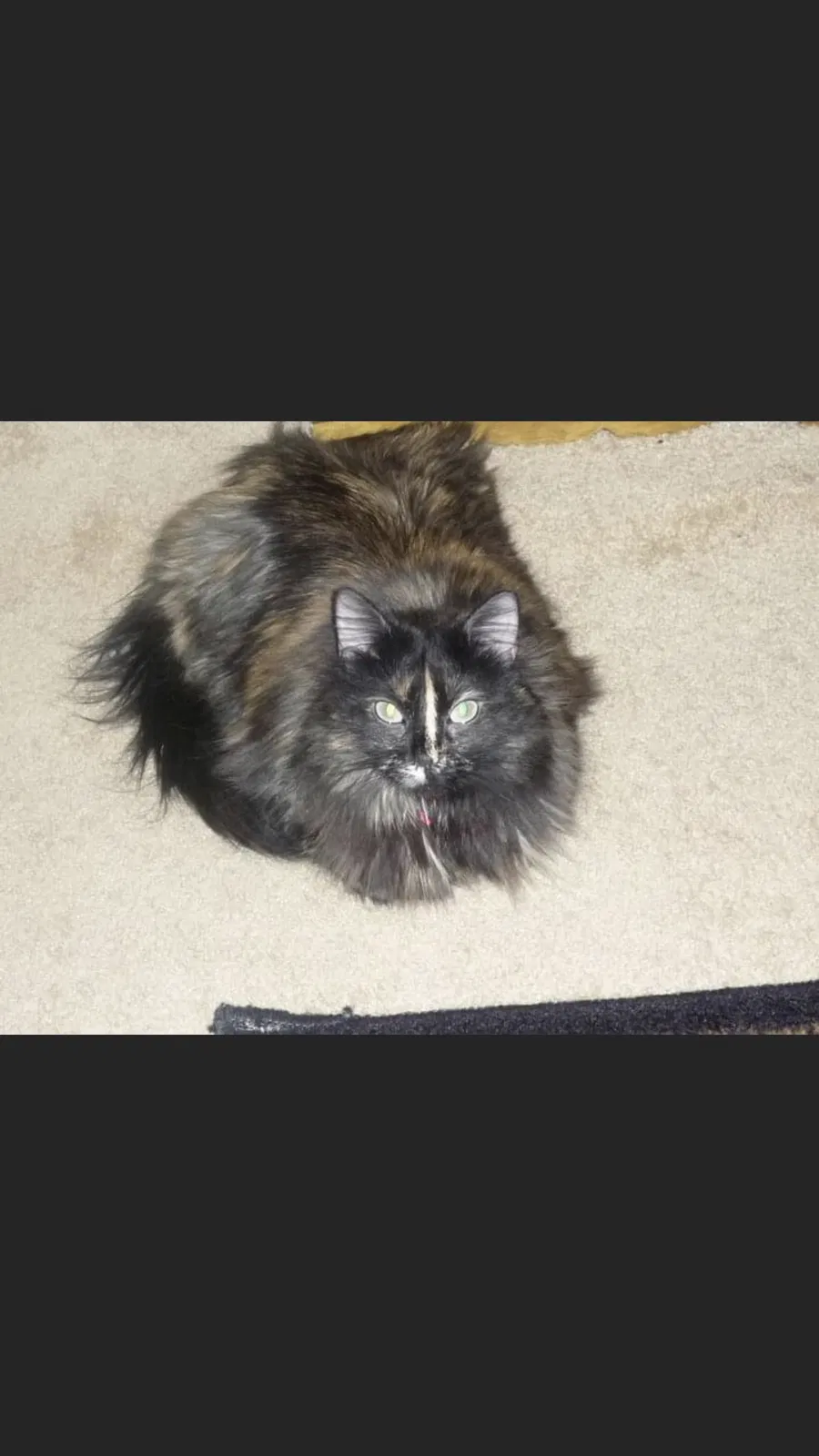 Lost cat in Memphis, TN, 38141