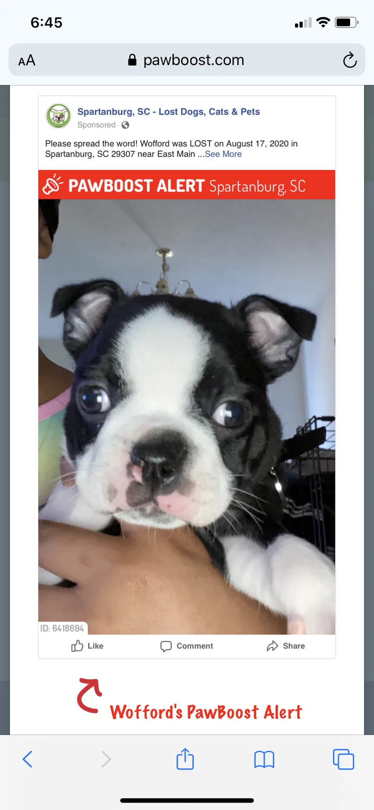 Lost dog in Spartanburg, SC, 29307