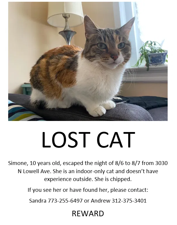 Lost cat in Chicago, IL, 60641