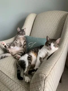 Lost cat in Crown Point, IN, 46307