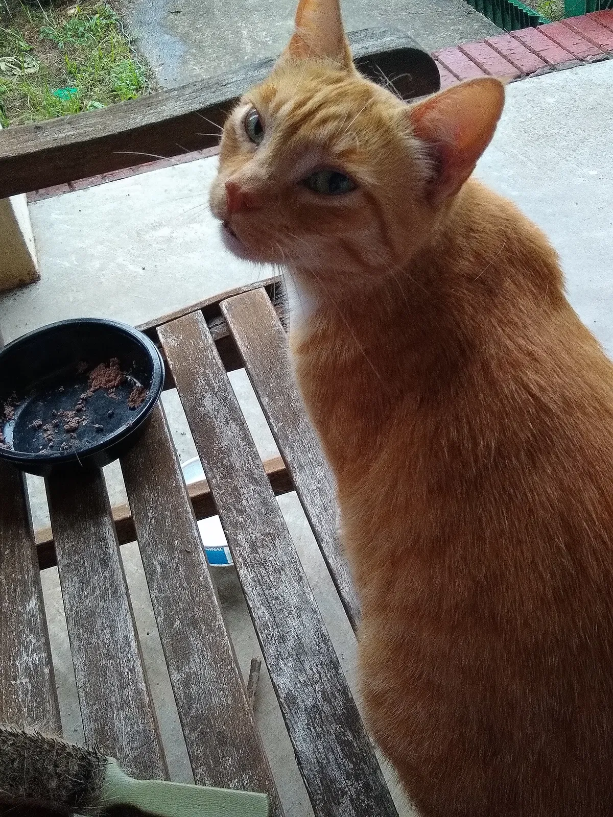 Lost cat in Dothan, AL, 36305