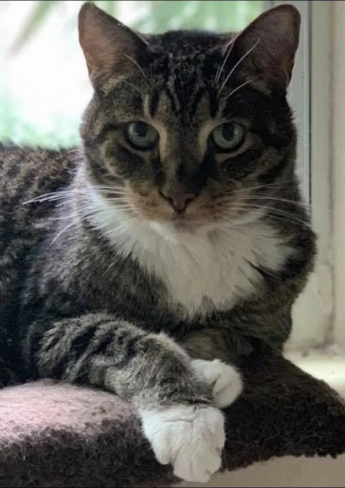 Lost cat in Endicott, NY, 13760