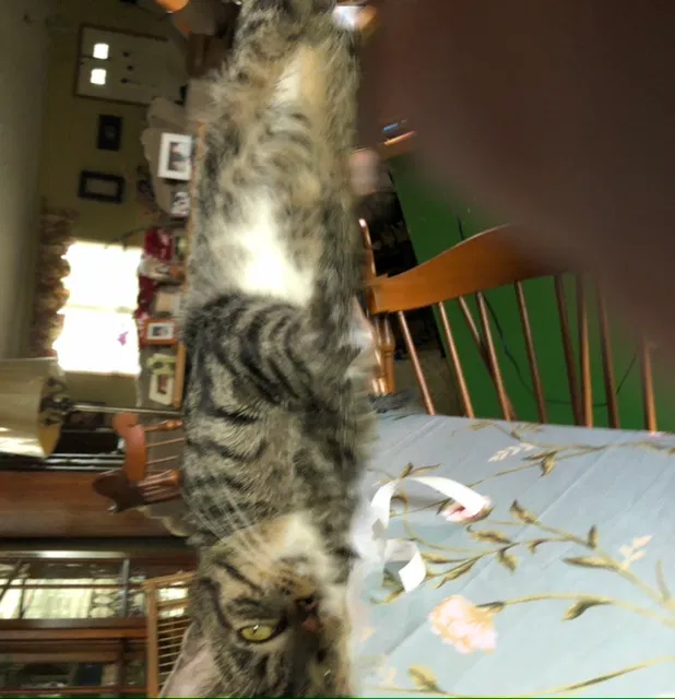 Lost cat in Delaware, OH, 43015