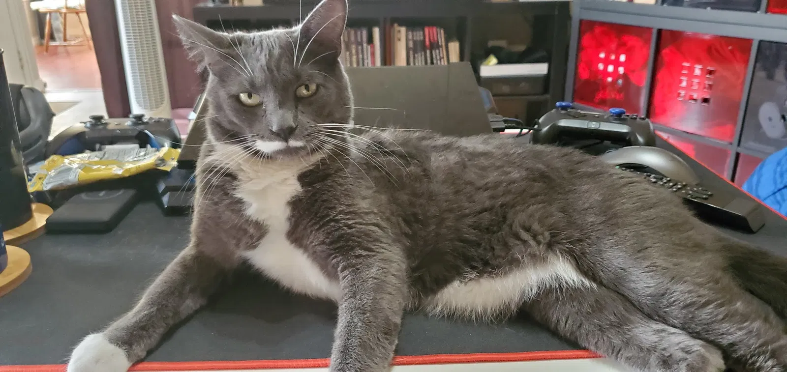 Lost cat in Orlando, FL, 32837