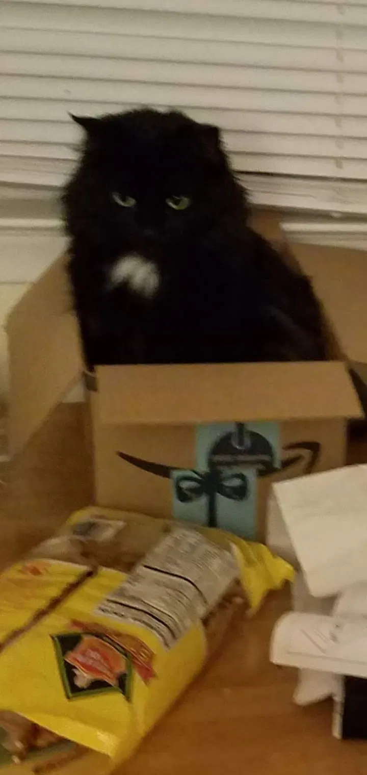 Lost cat in Midland, MI, 48640