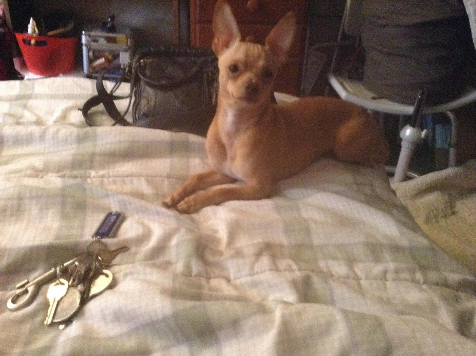 Lost dog in Abilene, TX, 79603