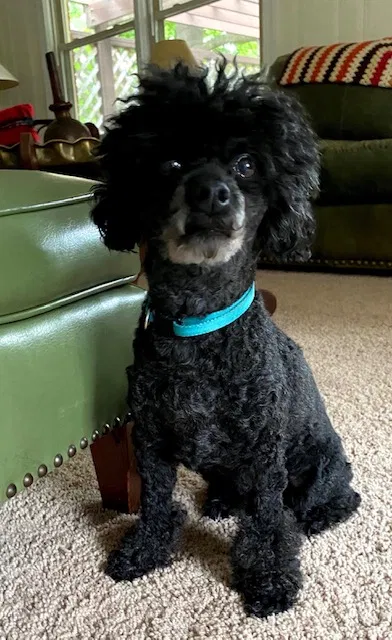Lost dog in Norfolk, VA, 23508