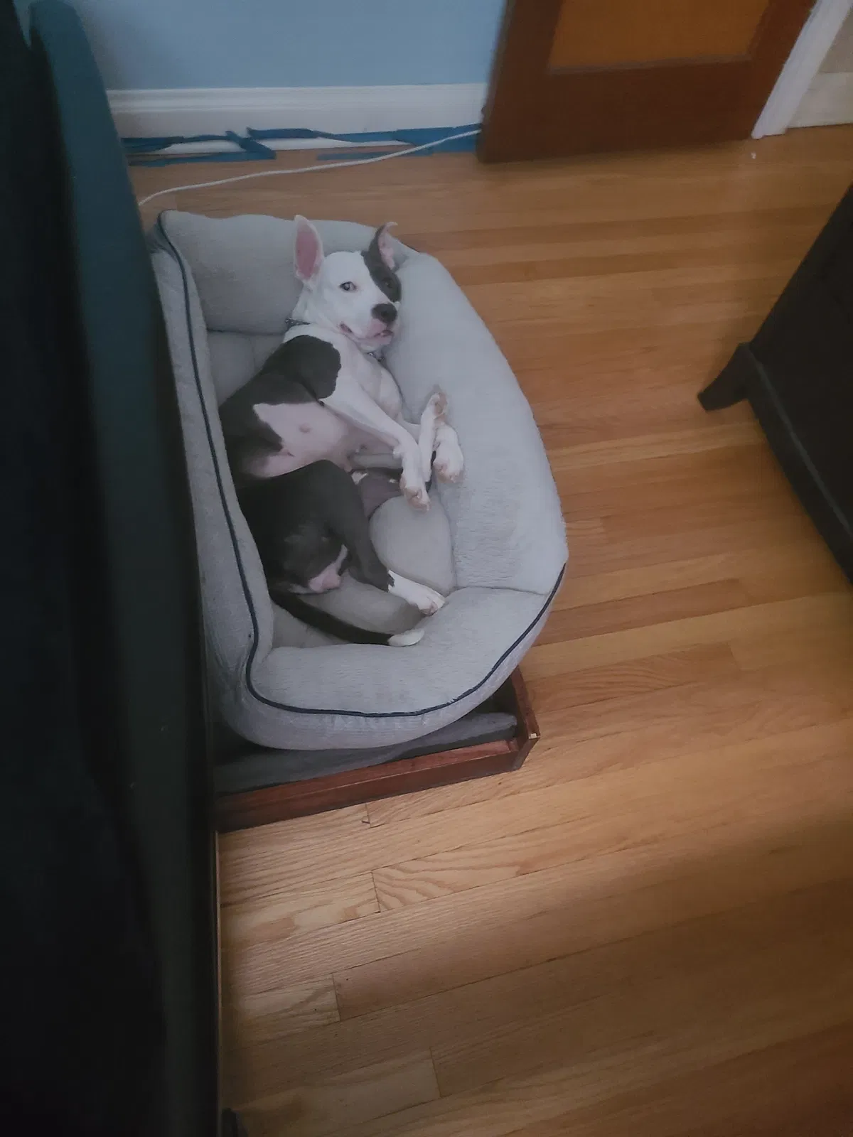 Lost dog in Milwaukee, WI, 53219