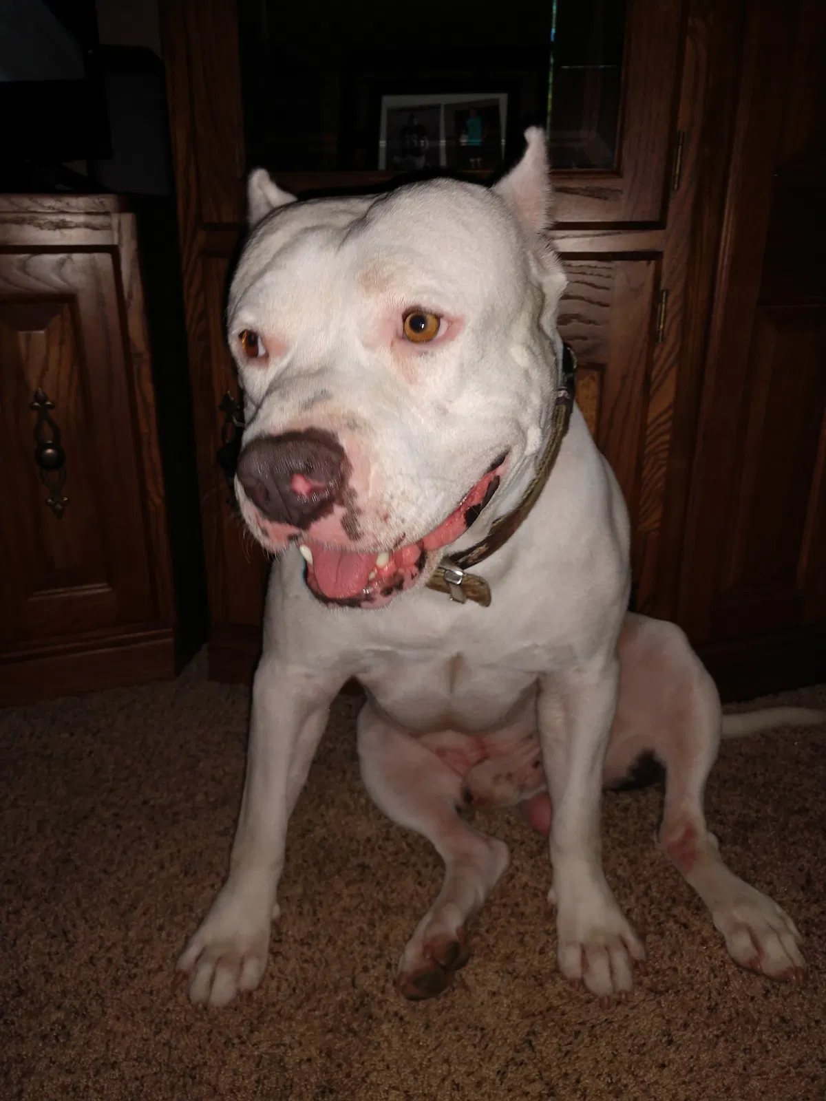 Lost dog in Mesa, AZ, 85204