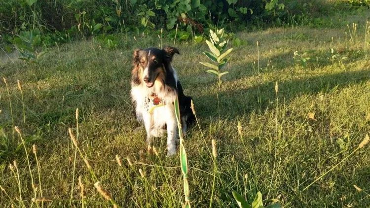 Lost dog in Wyoming, MI, 49509