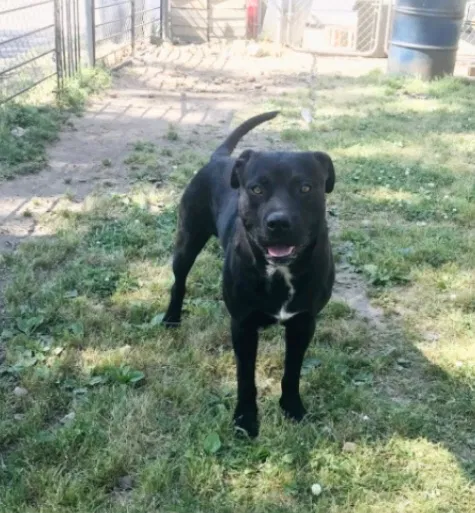 Lost dog in Birmingham, AL, 35212