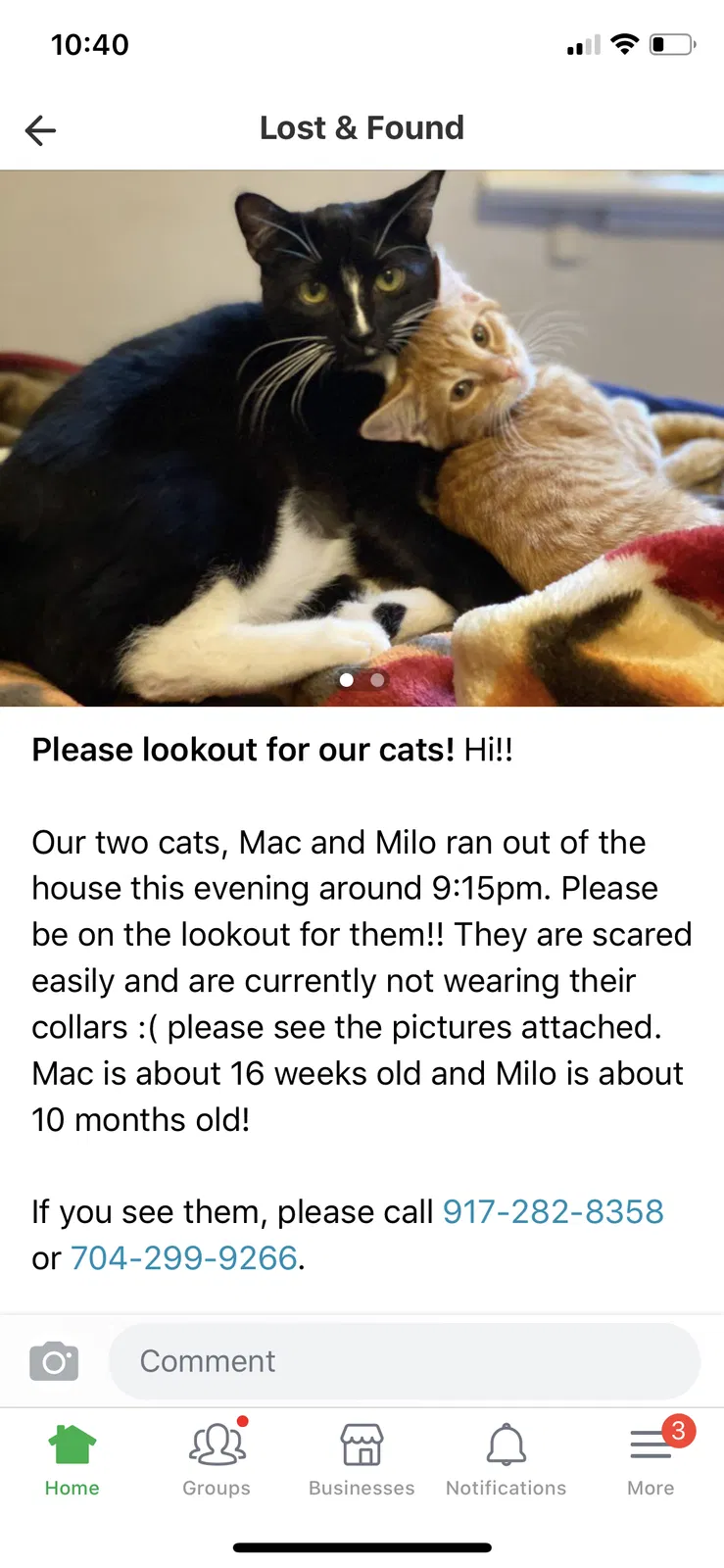 Lost cat in Charlotte, NC, 28205