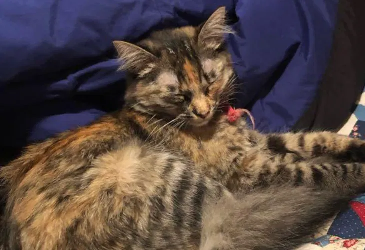 Lost cat in Clovis, CA, 93619