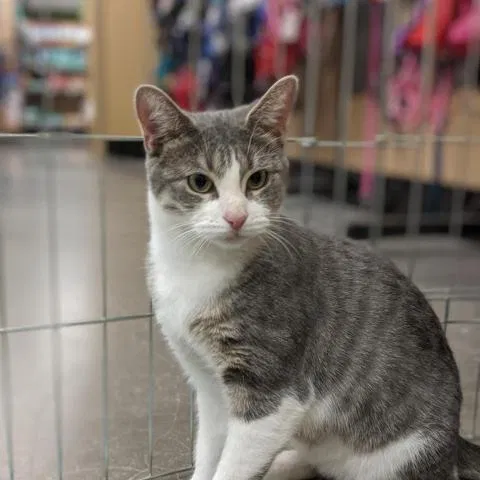 Lost cat in Stratford, CT, 6615