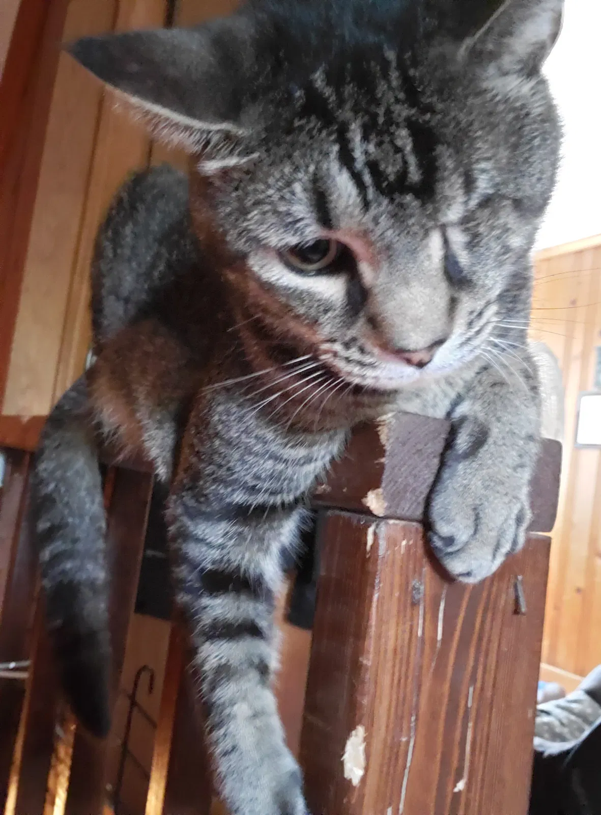 Lost cat in Raleigh, NC, 27605