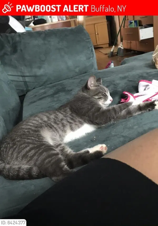 Lost cat in Buffalo, NY, 14228
