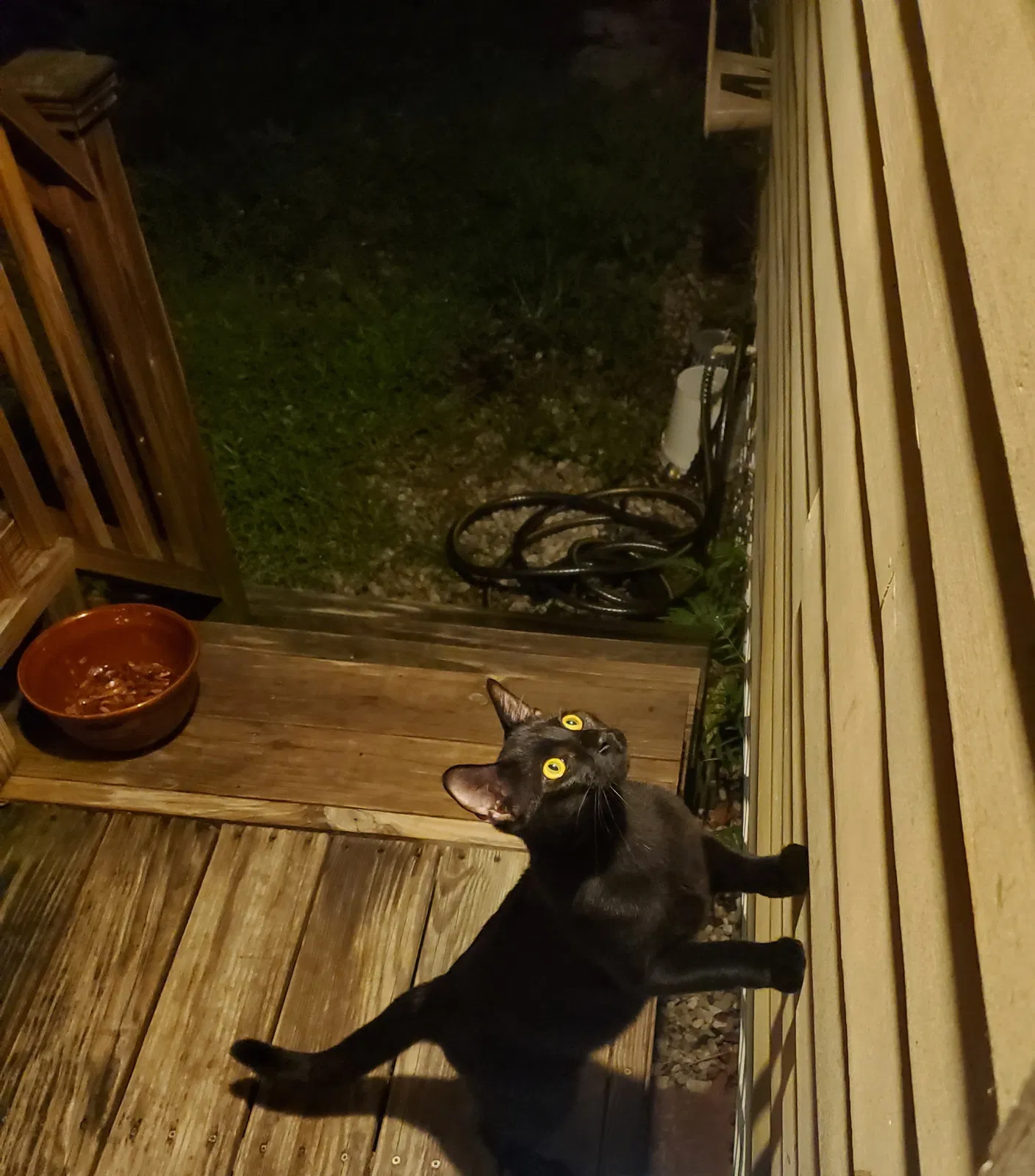 Lost cat in New Orleans, LA, 70124