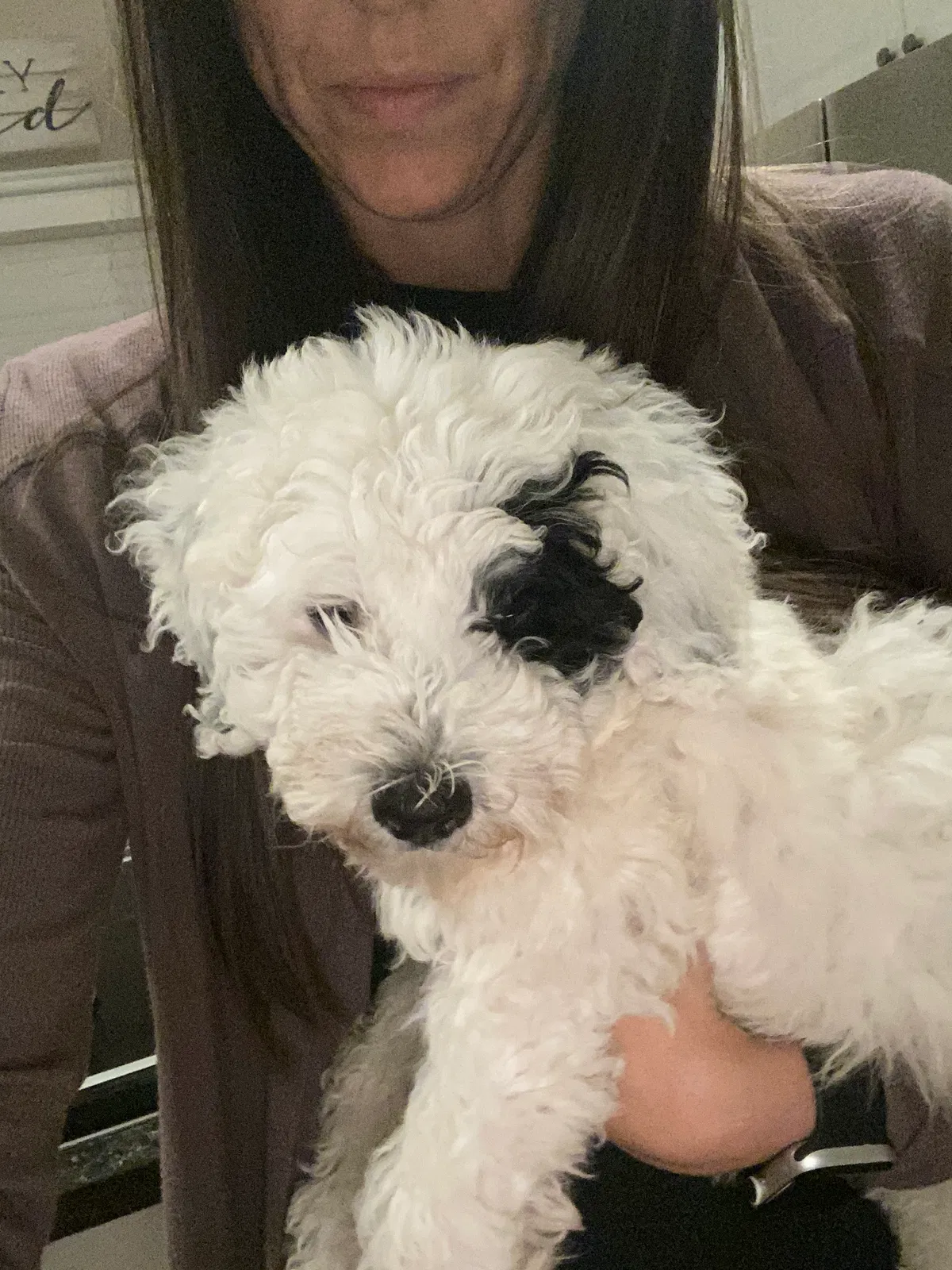 Lost dog in Reynoldsburg, OH, 43068