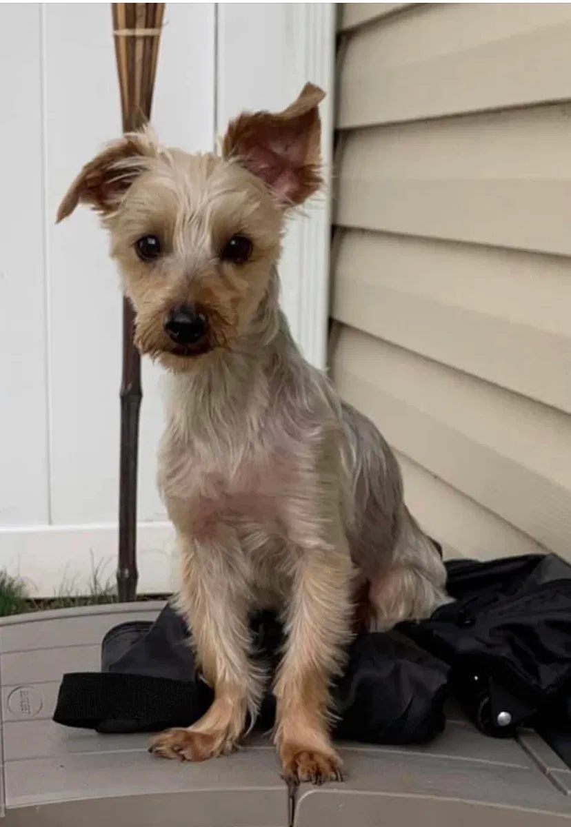 Lost dog in Perth Amboy, NJ, 8861