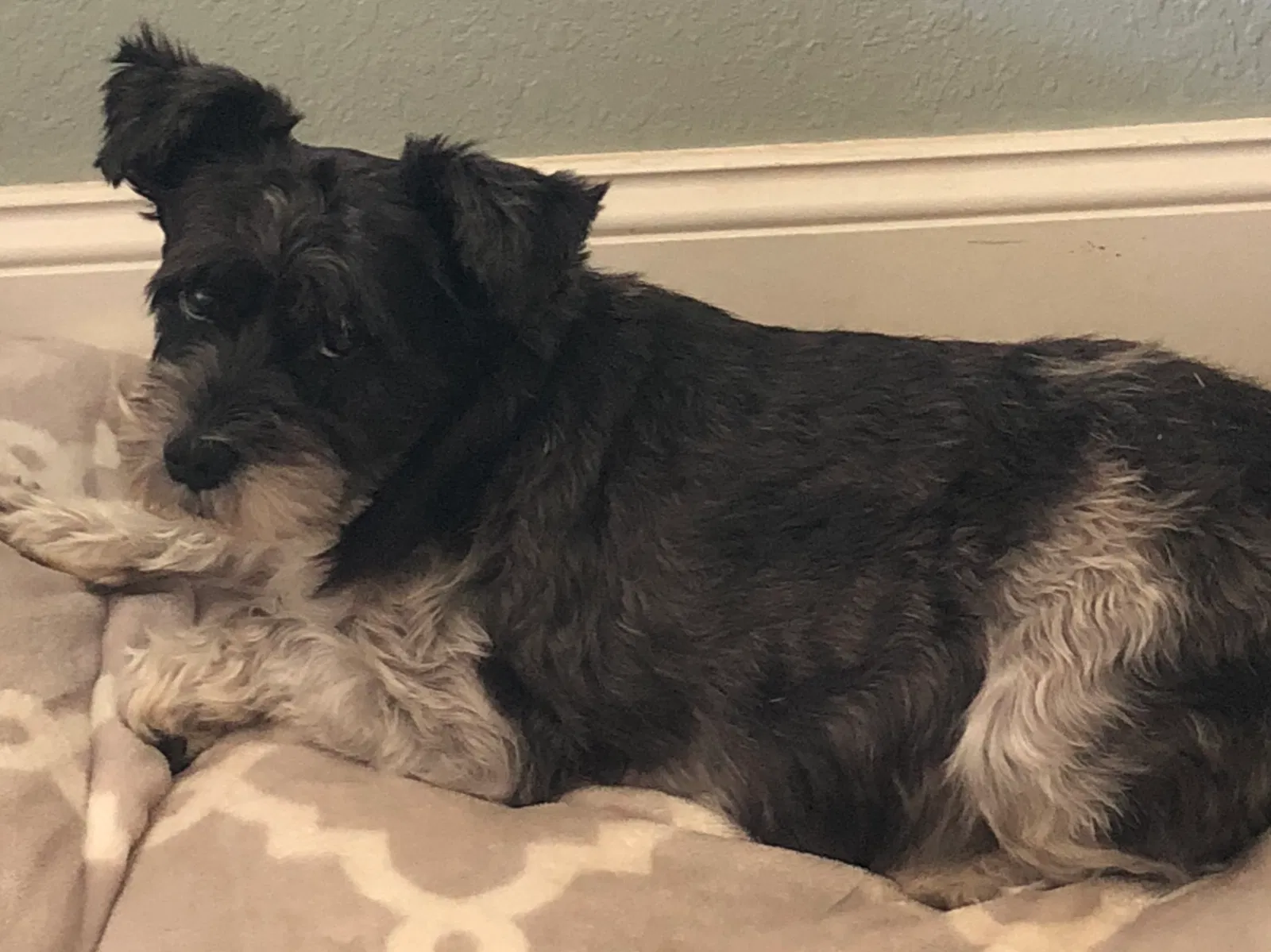 Lost dog in Purcell, OK, 73080