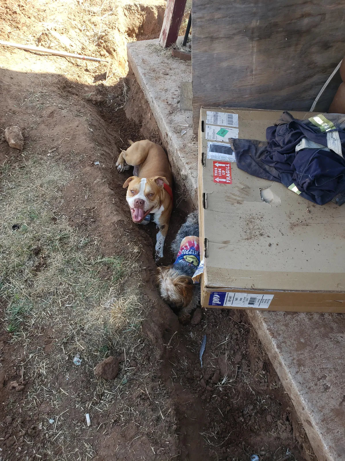 Lost dog in Midland, TX, 79703