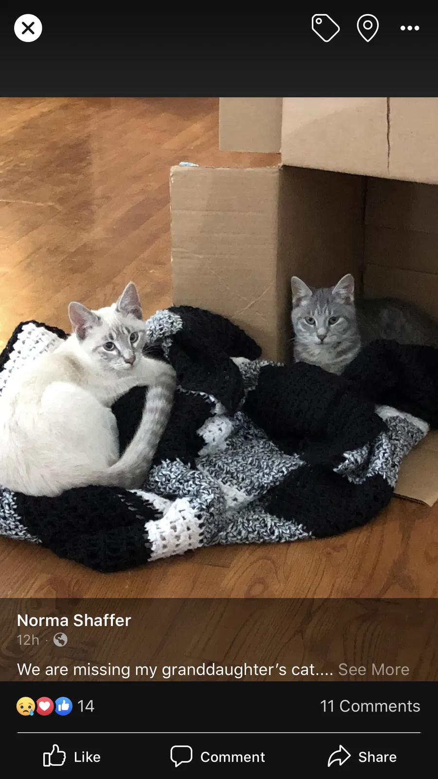 Lost cat in Thornville, OH, 43076