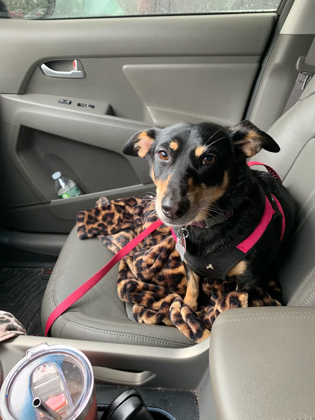 Lost dog in Harrisonburg, VA, 22801