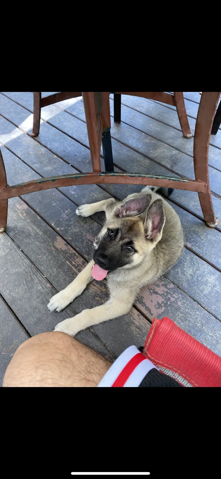 Lost dog in Morrow, GA, 30260