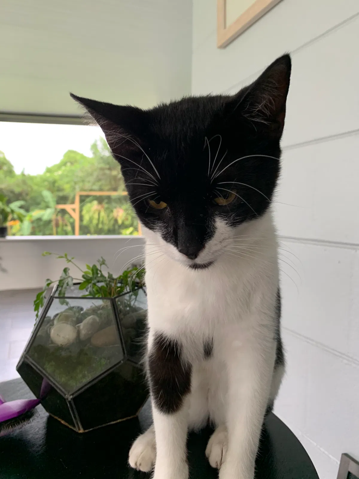 Lost cat in Orlando, FL, 32839