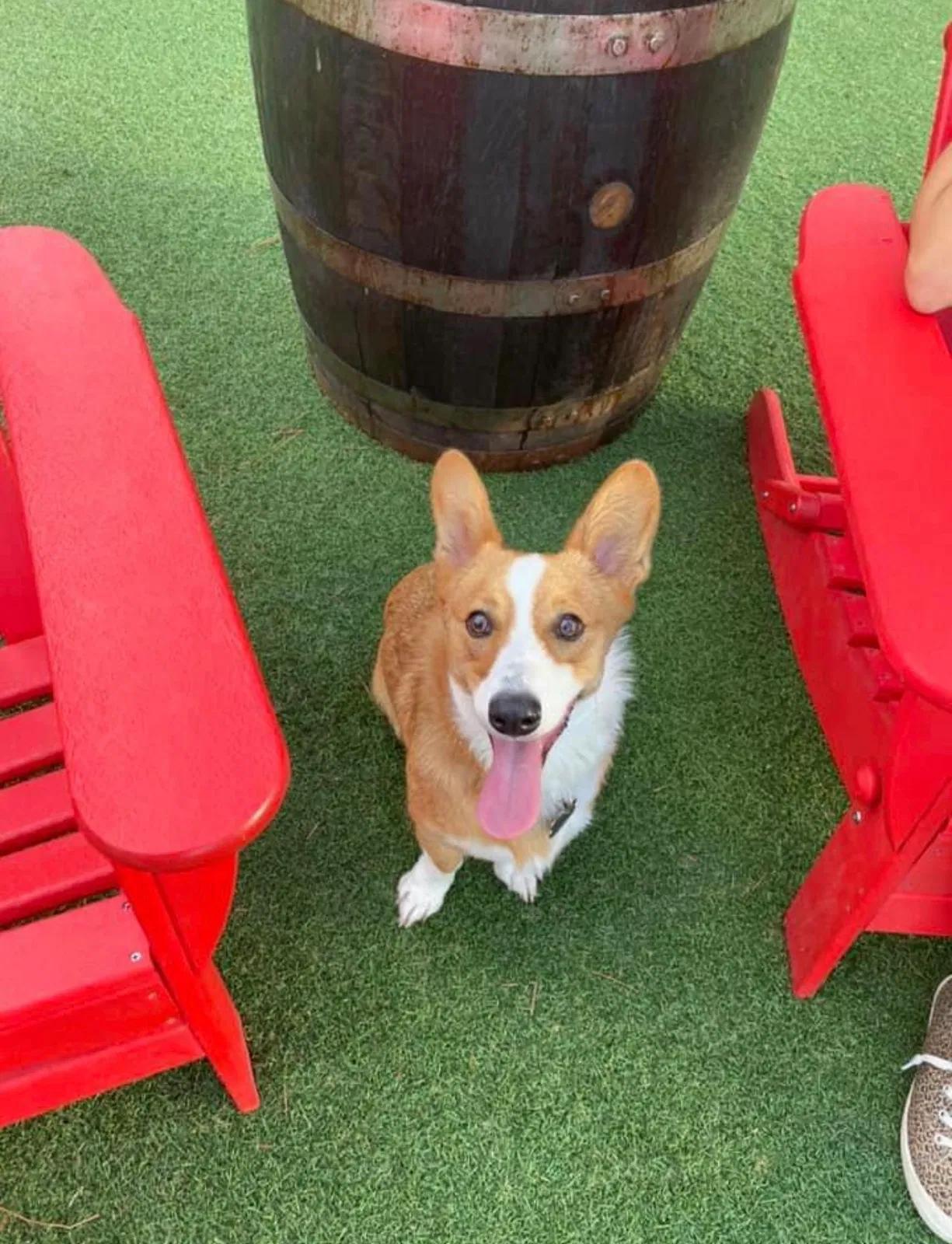 Lost dog in Jacksonville, FL, 32219