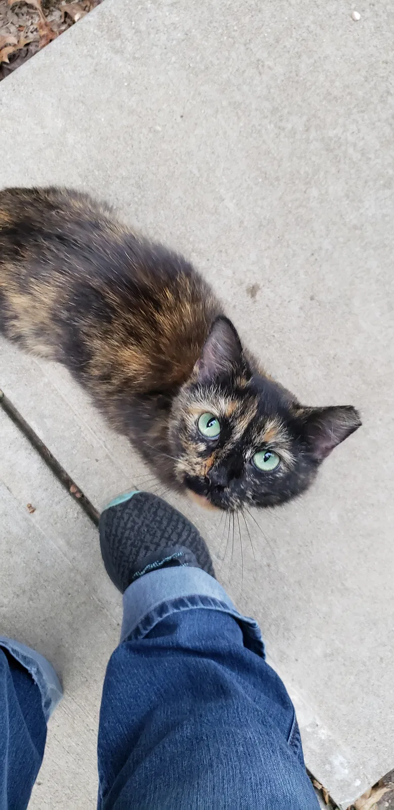 Lost cat in Powell, OH, 43065