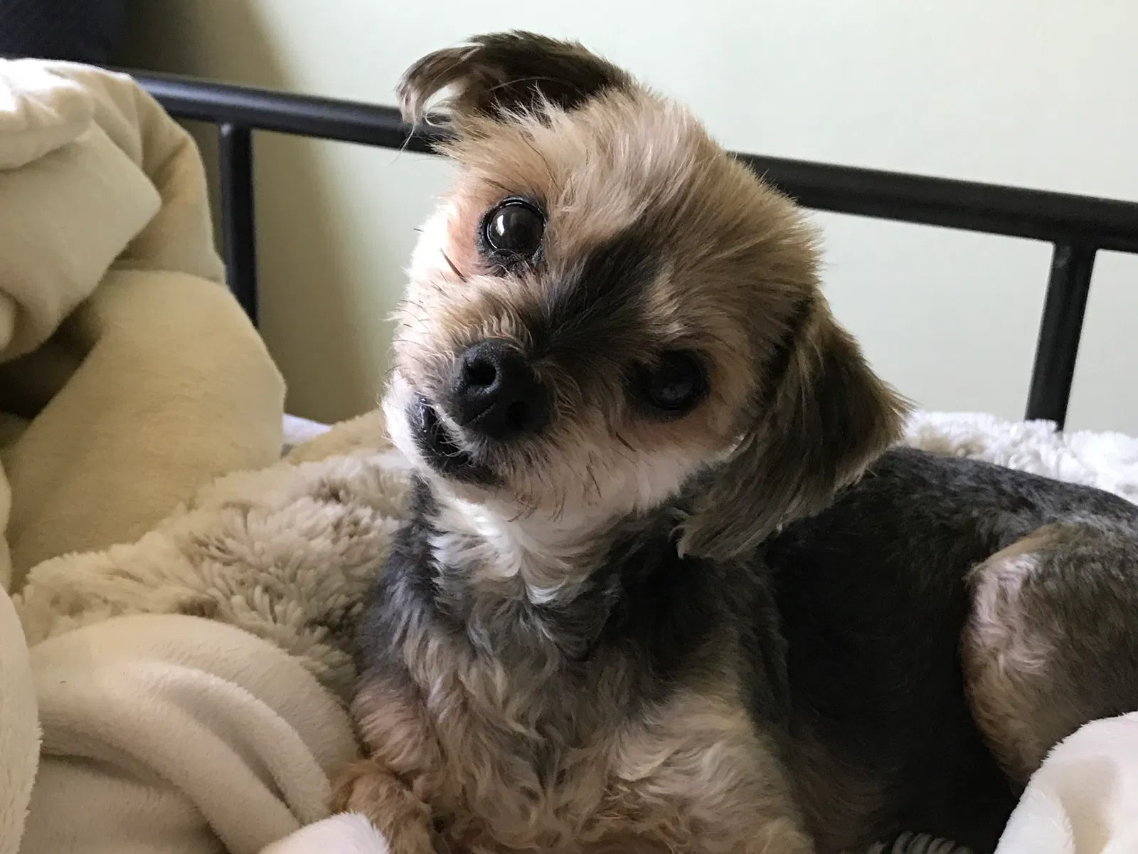 Lost dog in Sunnyvale, CA, 94089