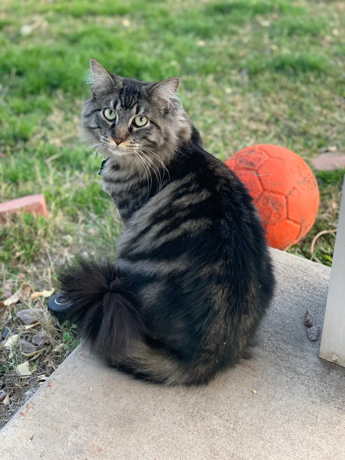 Lost cat in Keller, TX, 76244