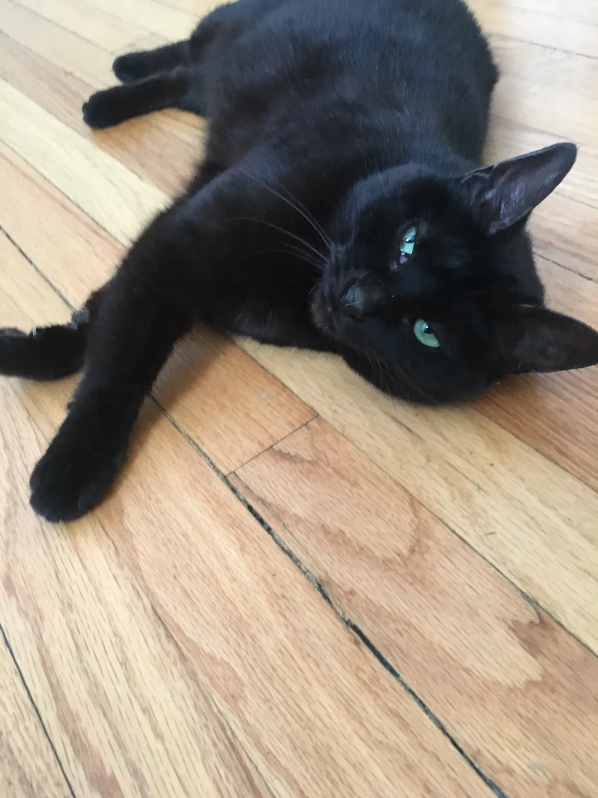 Lost cat in Chicago, IL, 60618