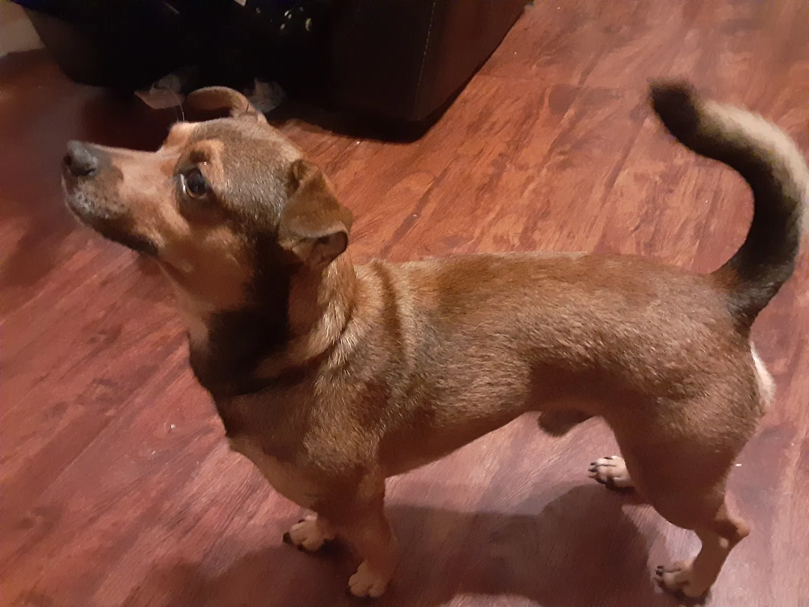 Lost dog in Buda, TX, 78610