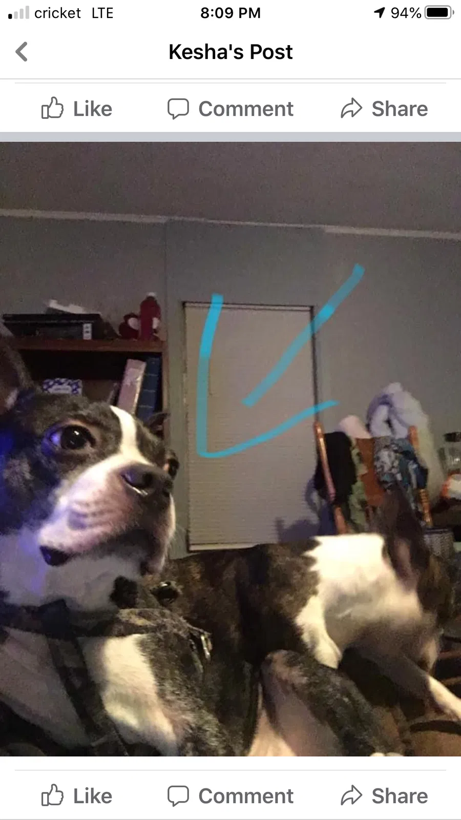 Lost dog in Unknown, TX, 75761