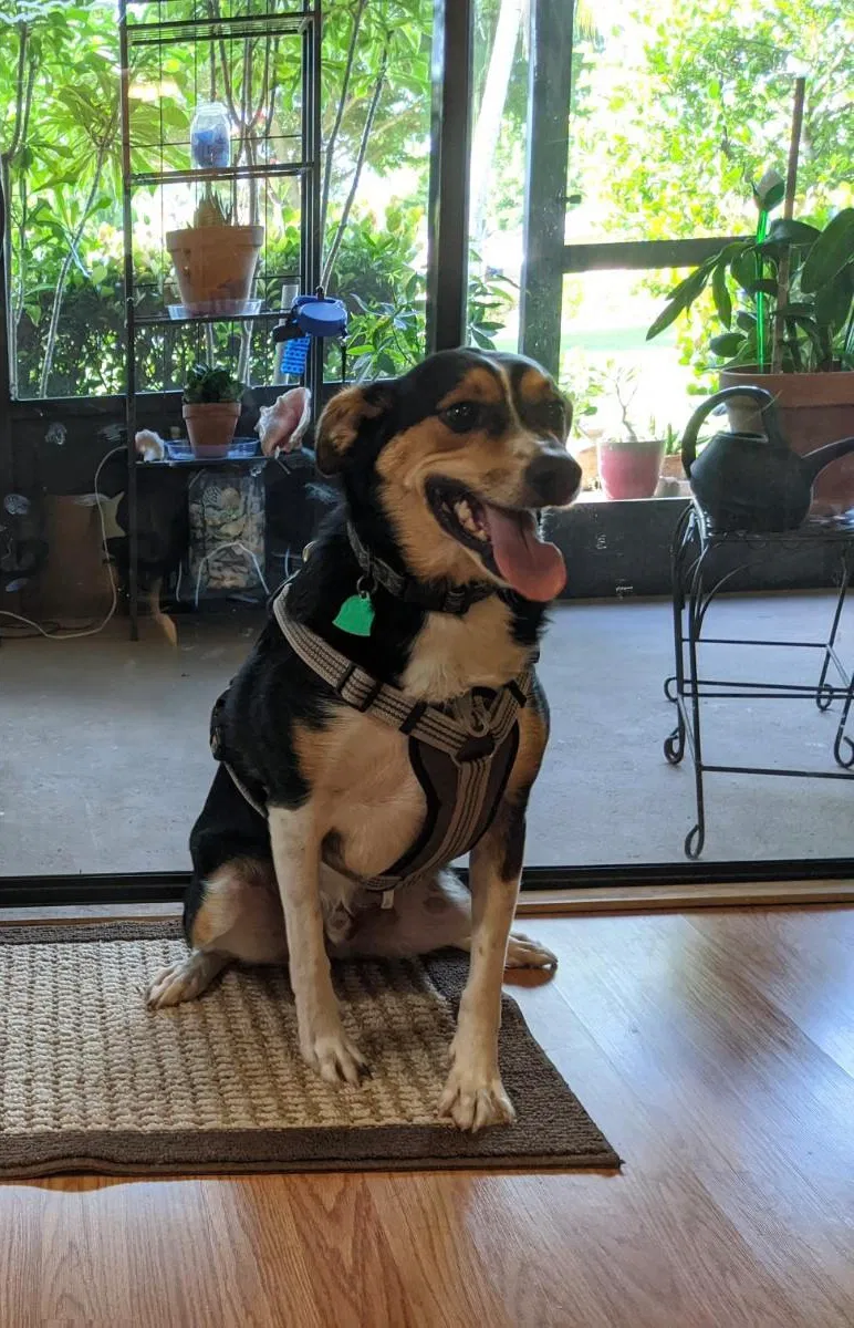 Lost dog in Saint Petersburg, FL, 33701