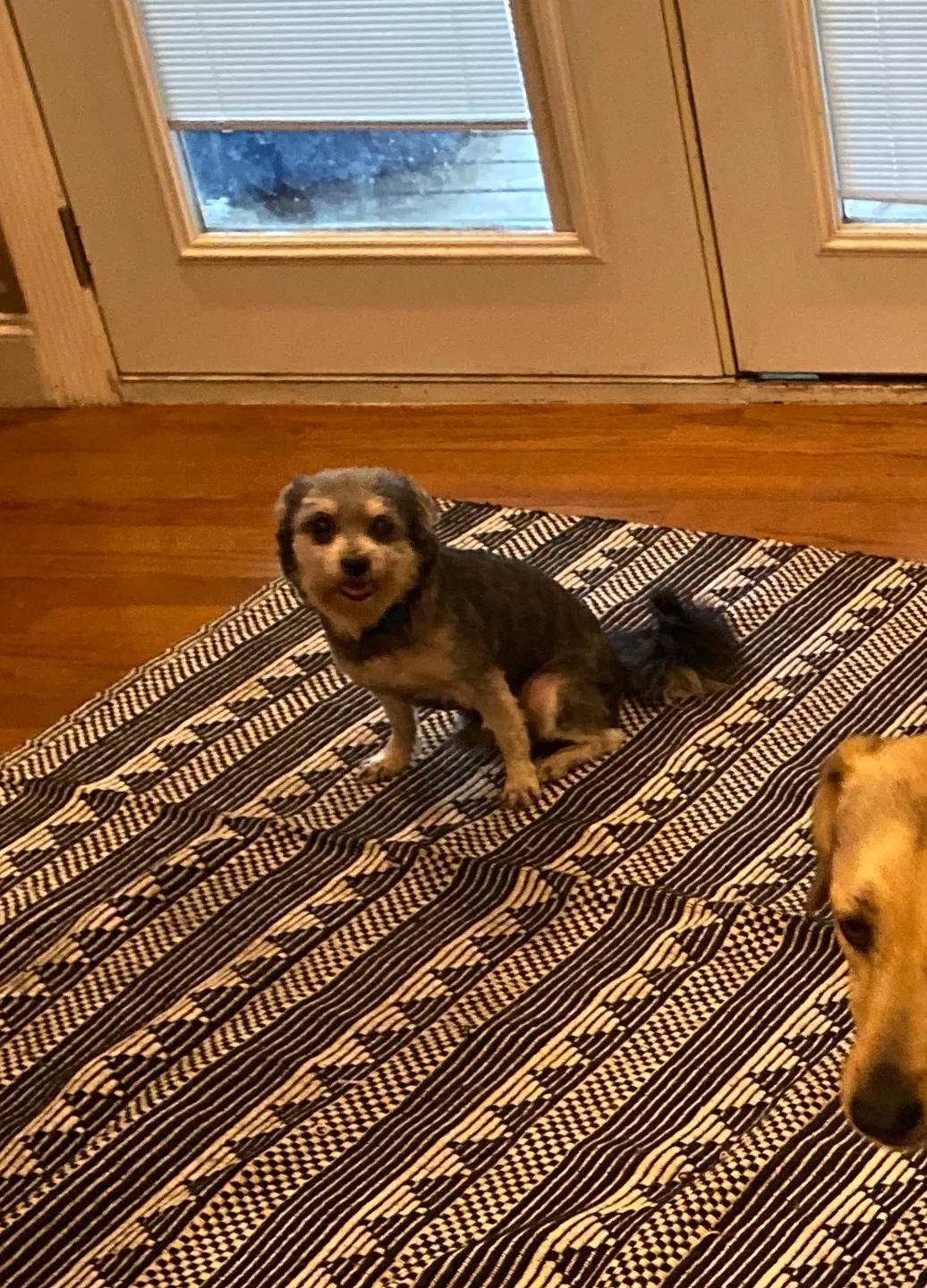 Lost dog in New Orleans, LA, 70131