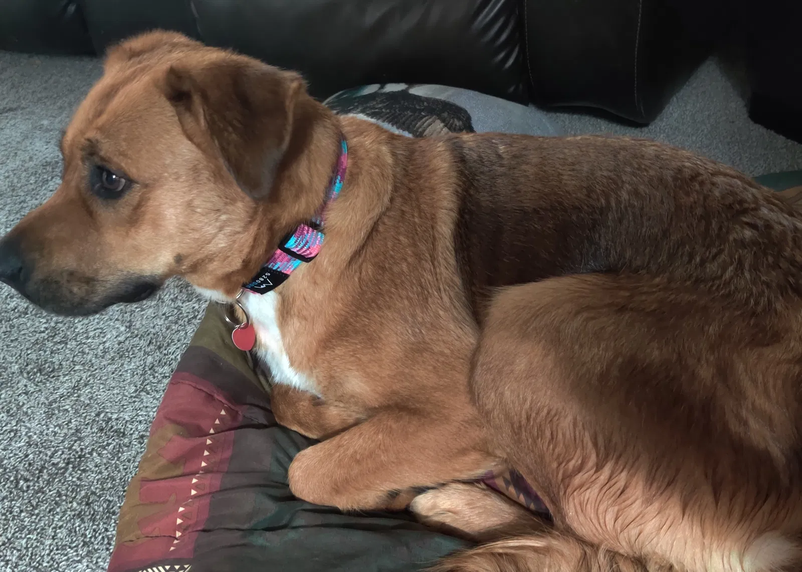 Lost dog in Greeley, CO, 80634