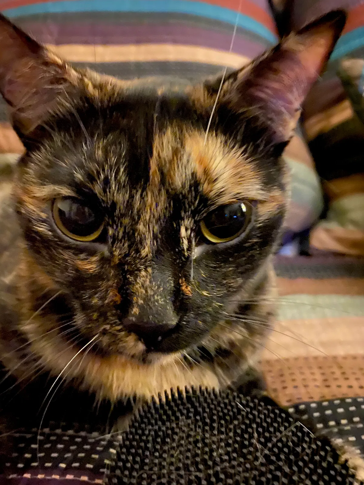 Lost cat in Knoxville, TN, 37932