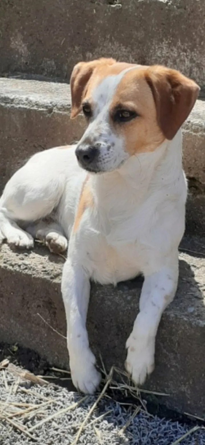 Lost dog in Dayton, OH, 45417