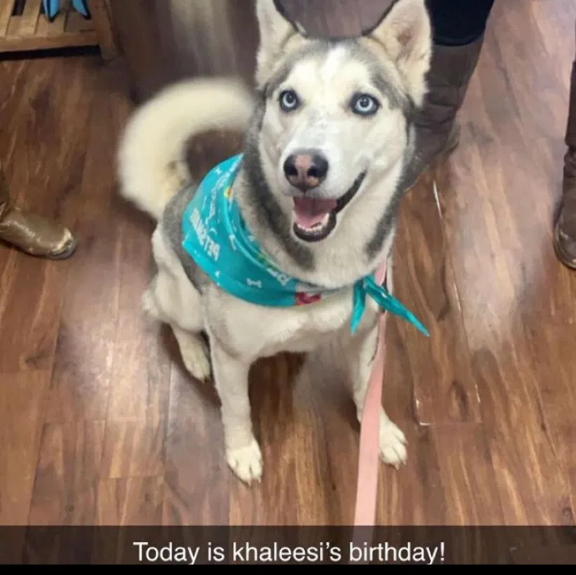 Lost dog in Santa Margarita, CA, 93453