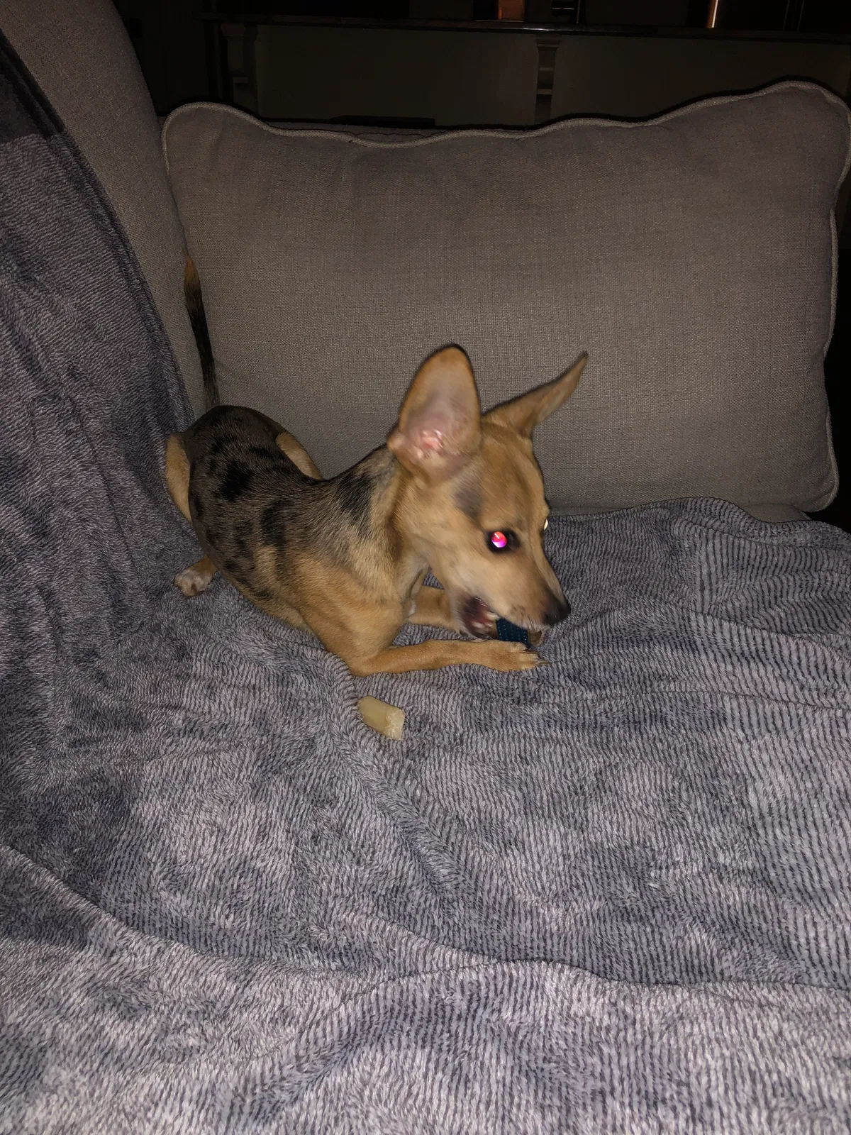 Lost dog in Lafayette, LA, 70506