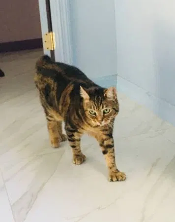 Lost cat in Port Saint Lucie, FL, 34983