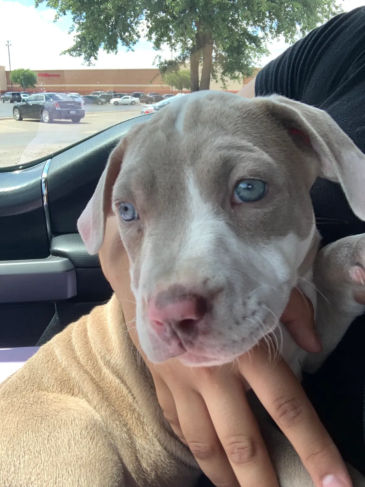 Lost dog in Odessa, TX, 79763