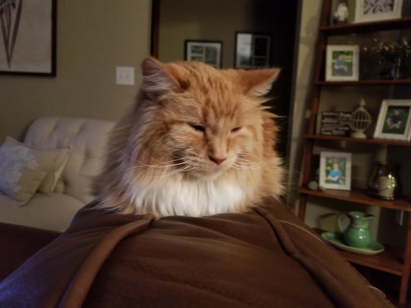 Lost cat in Marion, IA, 52302
