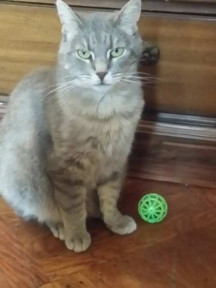 Lost cat in Niantic, CT, 6357